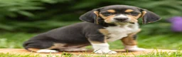 Beagle dogs for sale: Harmony - Ad 3