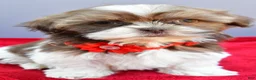 Shih Tzu dogs for sale: Sophie - Ad 6