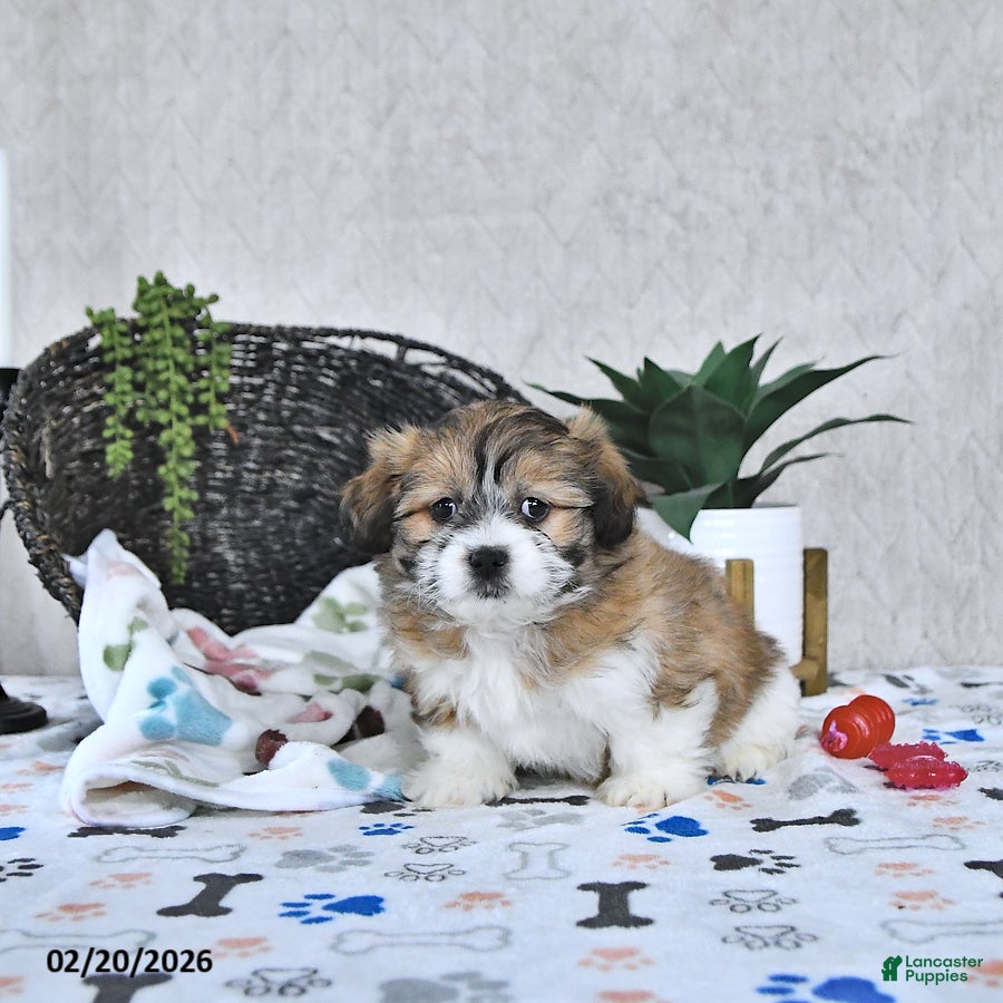 Shihpoo dogs Bella   - Ad 1