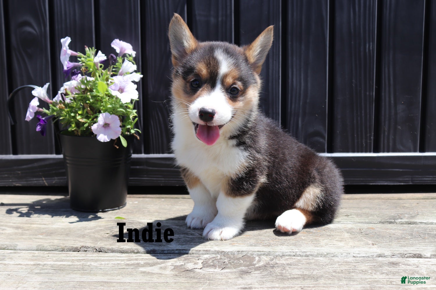 Welsh Corgi Pembroke dogs Indie - Ad 1