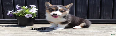 Indie