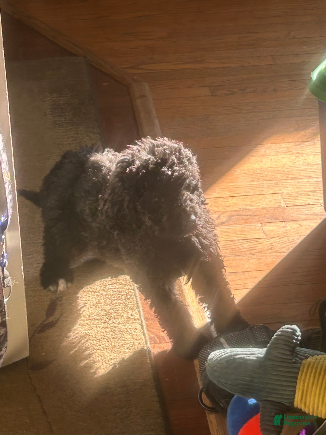 Goldendoodle dogs for sale: Goldendoodle Puppy 2 - Ad 4