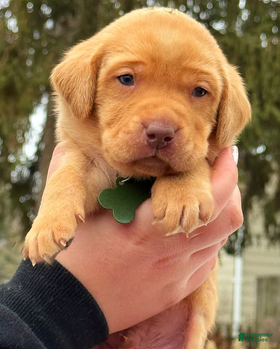 Lakeland Terrier dogs for sale: Labrador retriever - Ad 7