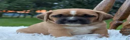 Puggle dogs for sale: Pixie - Ad 6