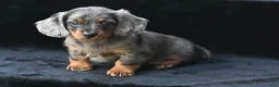 Miniature Dachshund dogs for sale: AKC Pearl - Ad 8