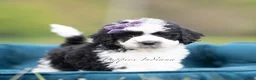 Maltipoo dogs for sale: Zoie - Ad 3