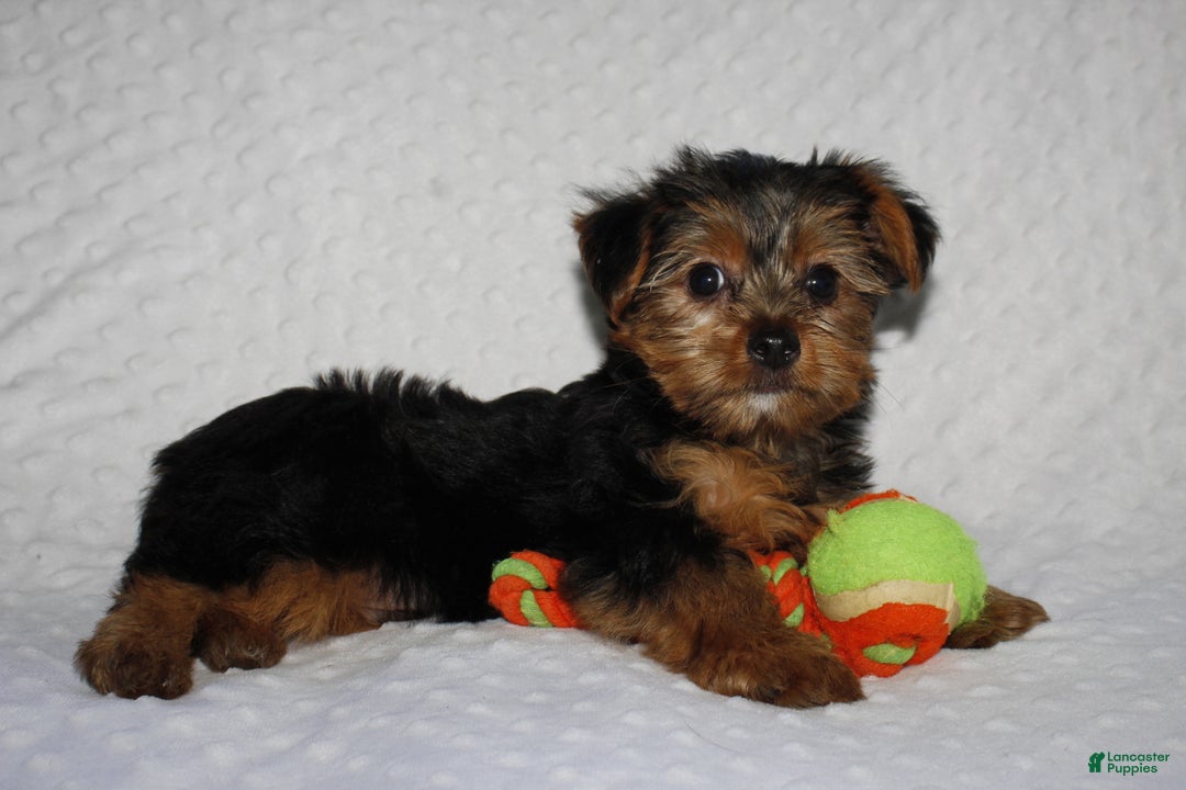Yorkshire Terrier dogs for sale: JAKE - Ad 2