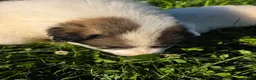 Great Pyrenees dogs for sale: George - Ad 7