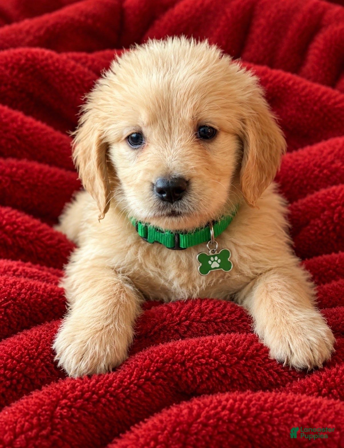 Golden Retriever dogs for sale: Golden Retriever 3 - Ad 14