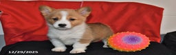 Welsh Corgi Pembroke dogs for sale: Chloe - Ad 4
