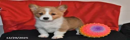 Welsh Corgi Pembroke dogs for sale: Chloe - Ad 4