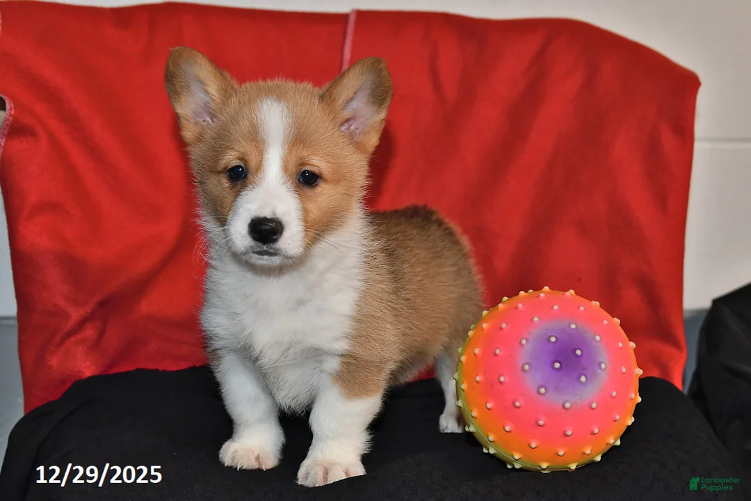 Welsh Corgi Pembroke dogs for sale: Chloe - Ad 4