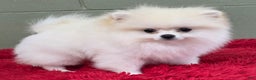 Pomeranian dogs for sale: Pomeranian Puppy 1 - Ad 4