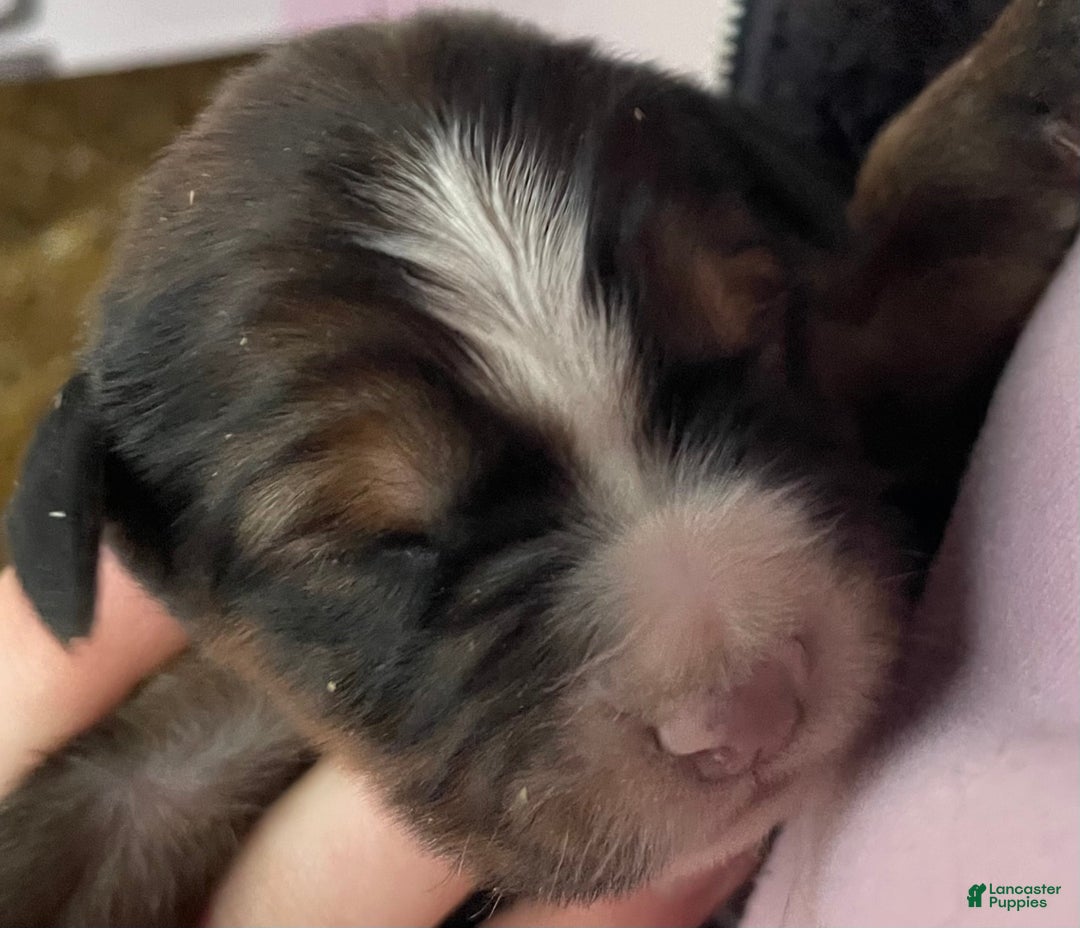 Mixed Breed dogs for sale: Tibetan Mastiff/Bernese Mountain Dog Male 2 - Ad 11