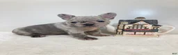 French Bulldog dogs for sale: Violet French Bulldog  - Ad 3