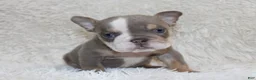 English Bulldog dogs for sale: Indi Rose - Ad 7