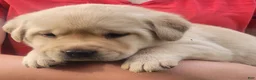 Labrador Retriever dogs for sale: Meadow  - Ad 12