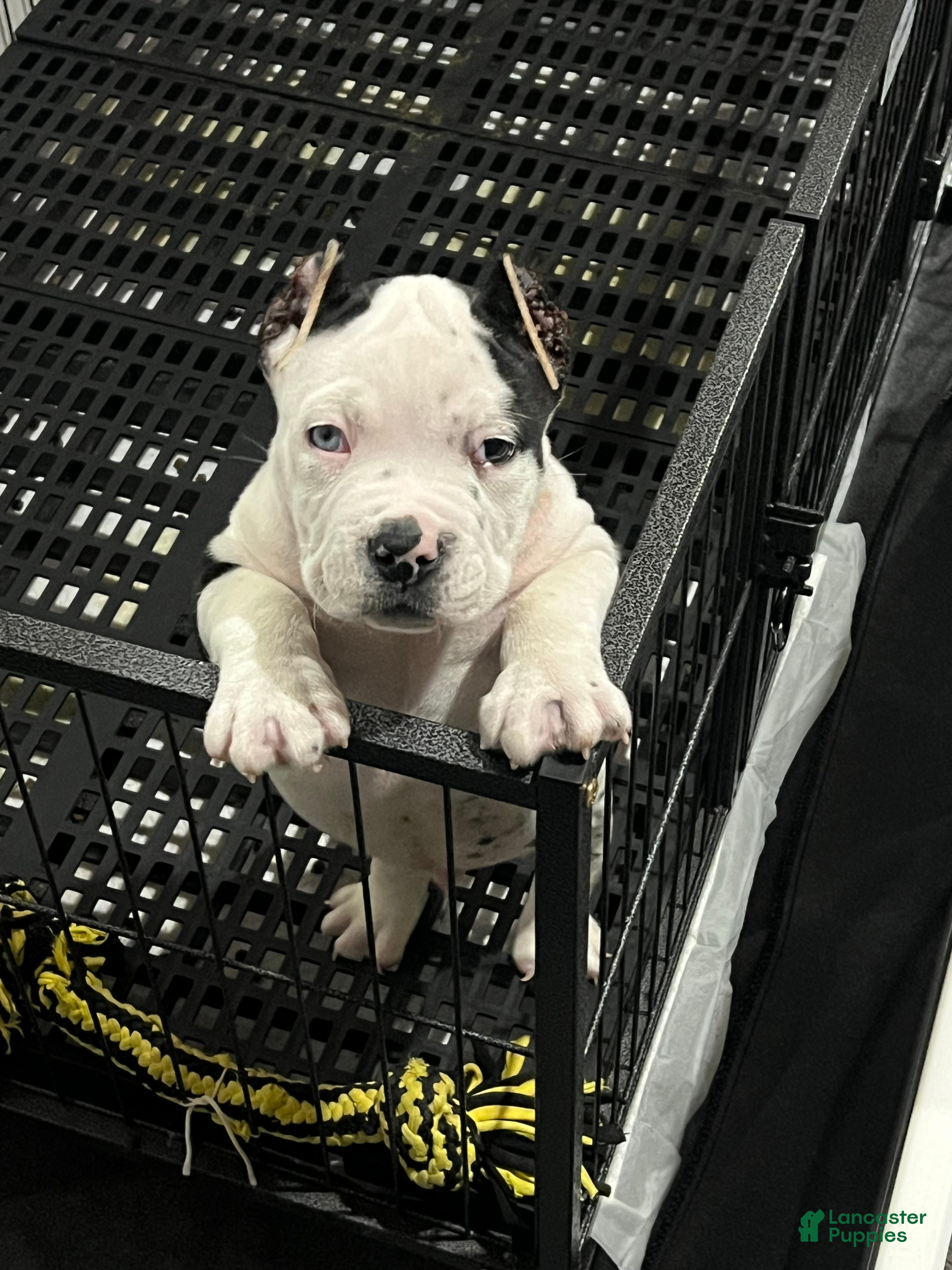 American Bully dogs for sale: American Bully 1 - Ad 10