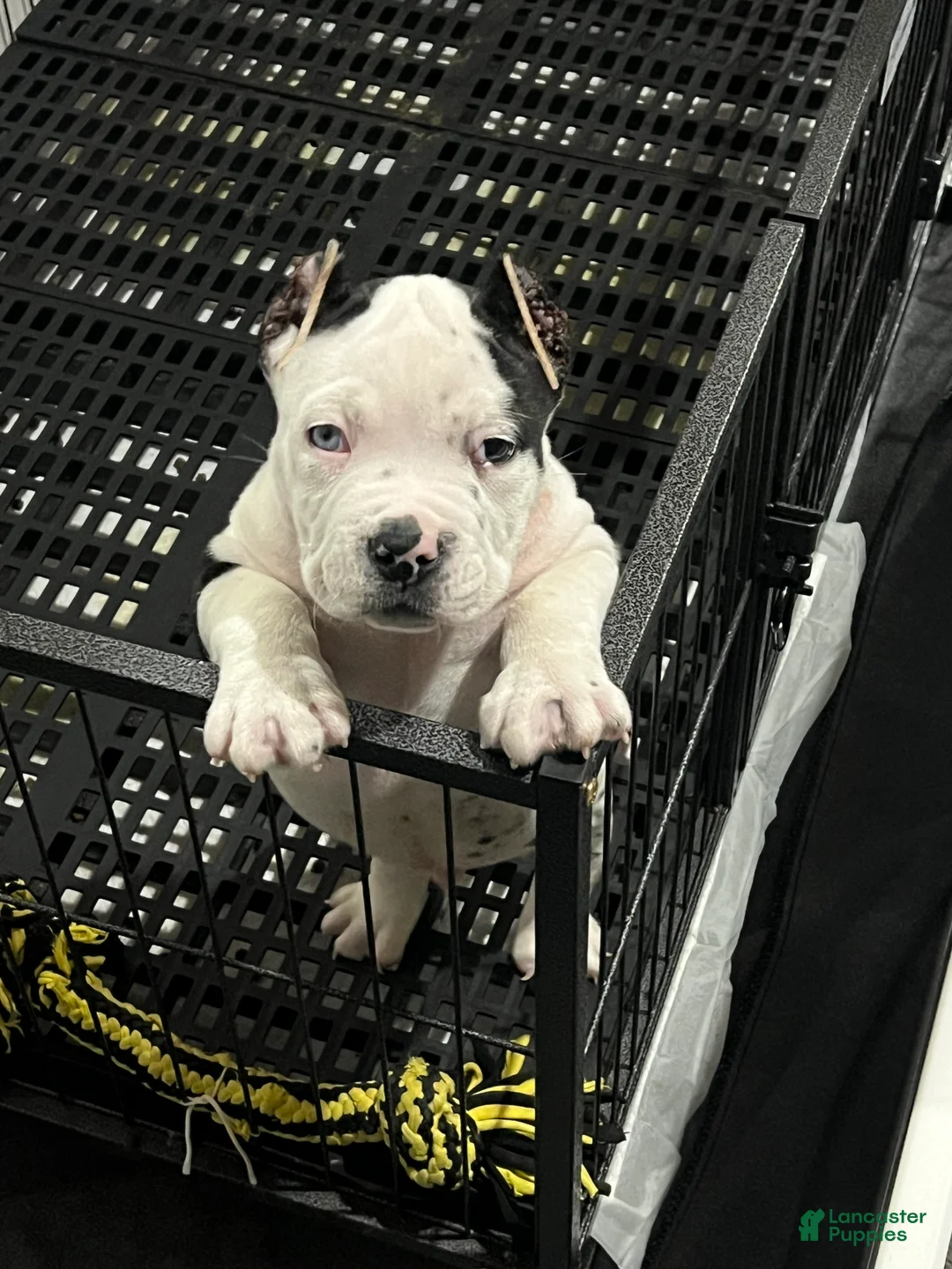 American Bully dogs for sale: American Bully 1 - Ad 1