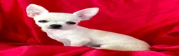 Chihuahua dogs for sale: Lina Apple head - Ad 5
