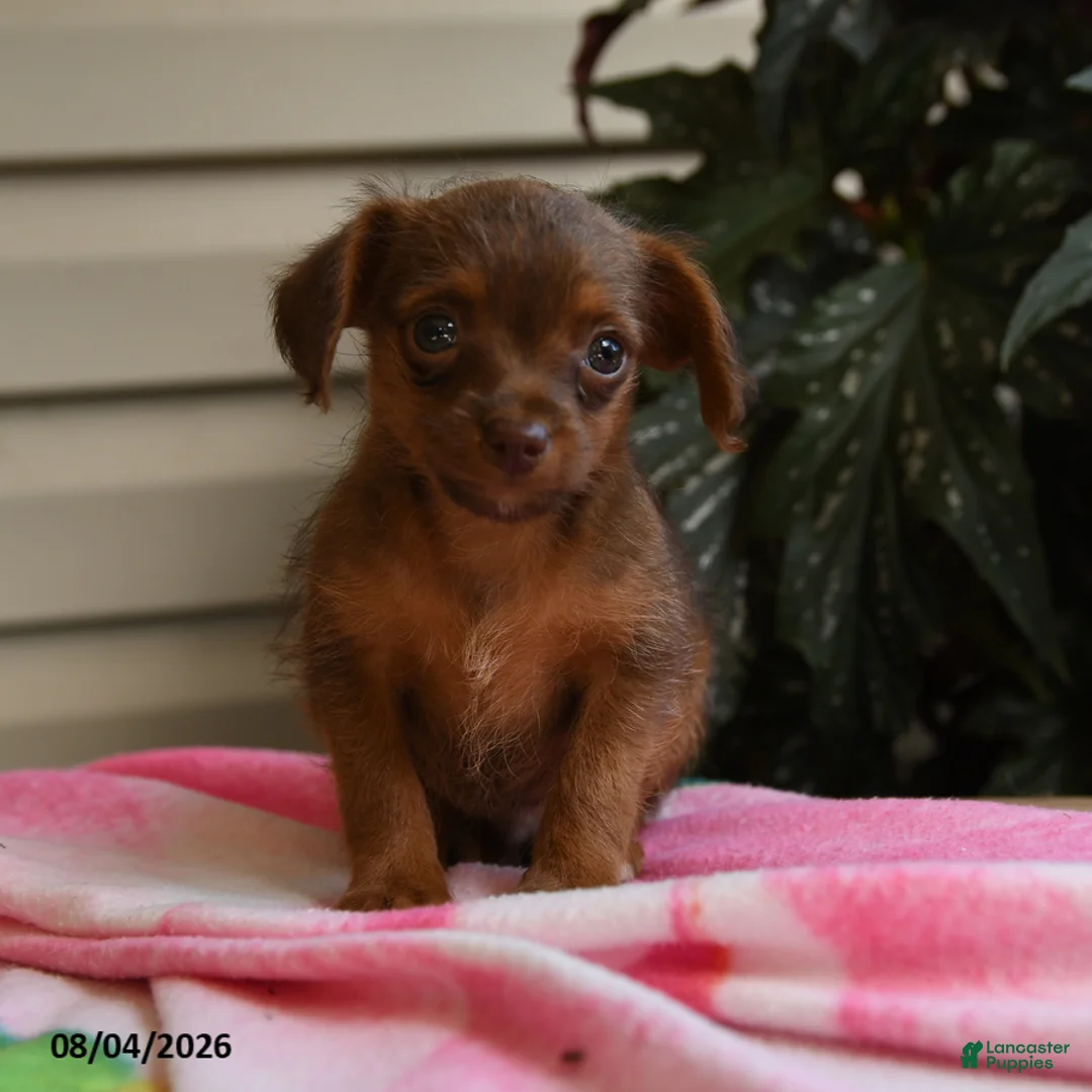 Mixed Breed dogs for sale: Arthur - Ad 2