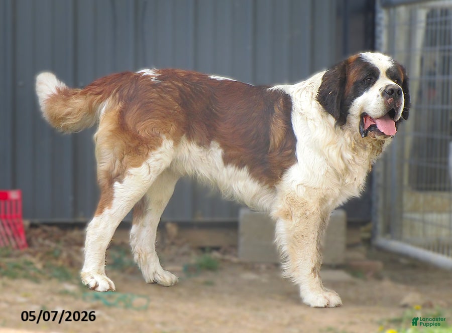 Saint Bernard dogs Jipsy - Ad 2