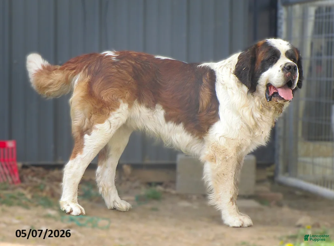 Saint Bernard dogs for sale: Jipsy - Ad 2