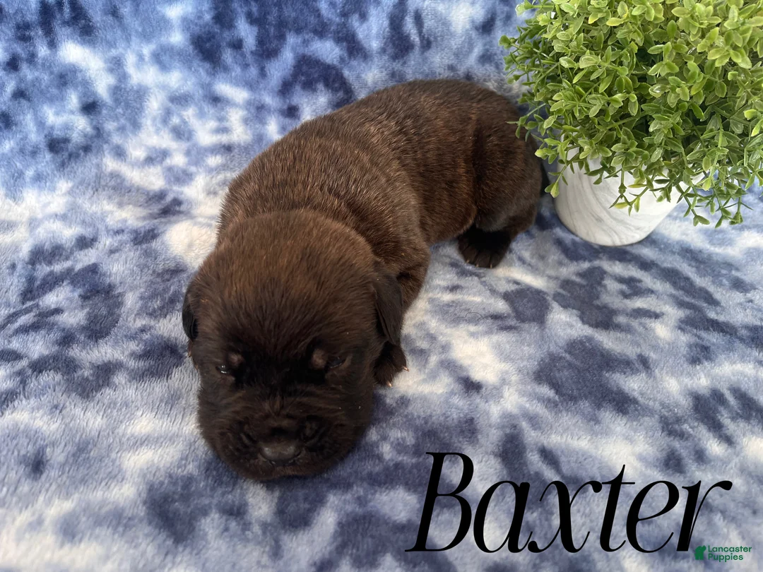 Cane Corso dogs for sale: Nikki - Ad 26