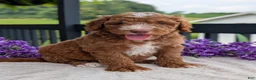 Goldendoodle dogs for sale: Charlie - Ad 6