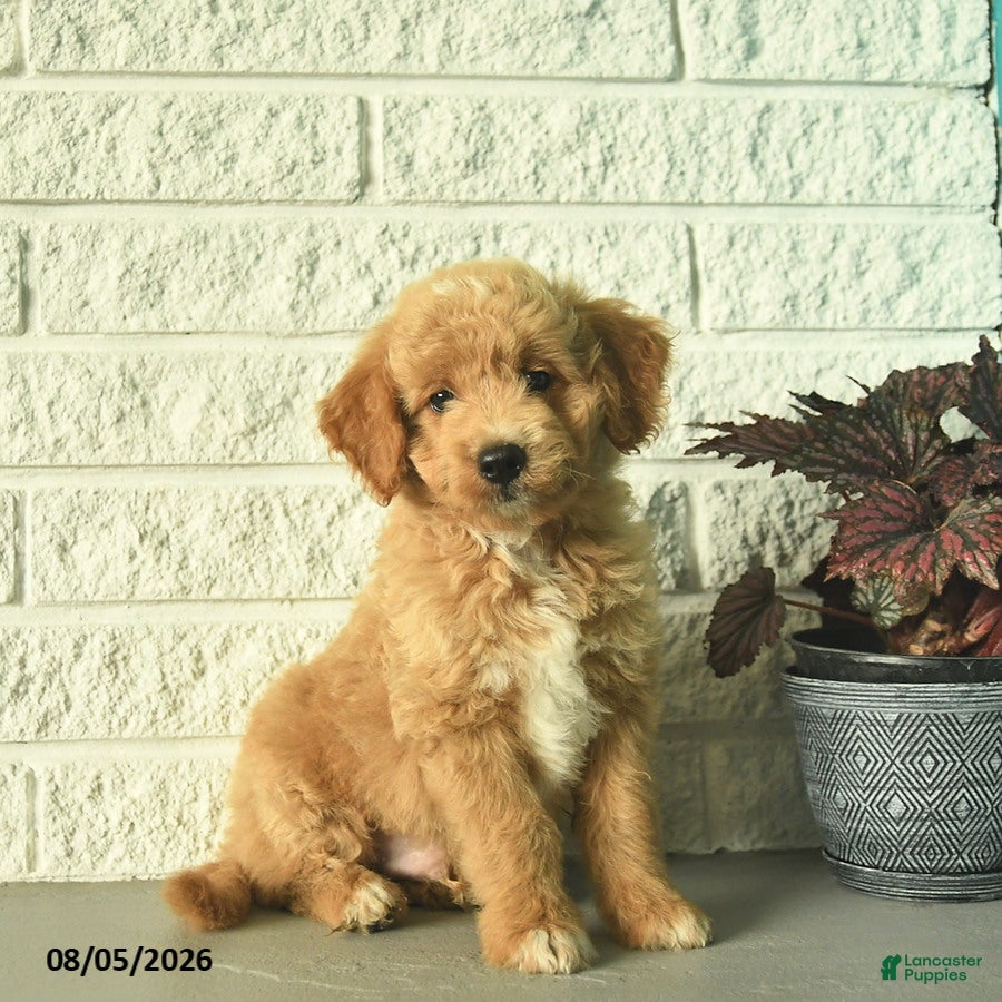 Mini Goldendoodle dogs Nica  - Ad 1