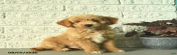 Mini Goldendoodle dogs for sale: Nica  - Ad 1