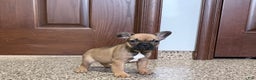 French Bulldog dogs for sale: French Bulldog Puppy 4 - Ad 5