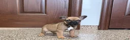 French Bulldog dogs for sale: French Bulldog Puppy 4 - Ad 5