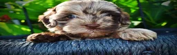 Havapoo dogs for sale: Heavenly - Ad 3