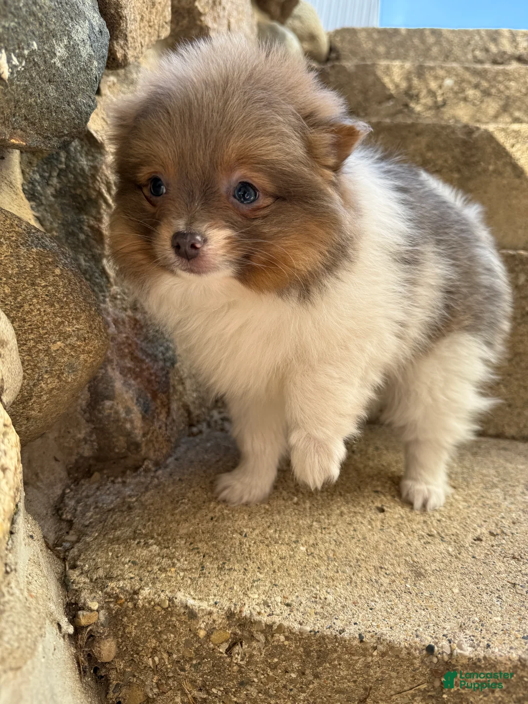 Pomeranian dogs for sale: Charlie - Ad 1