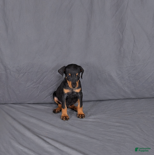 Doberman Pinscher dogs for sale: Lyanna - Ad 23