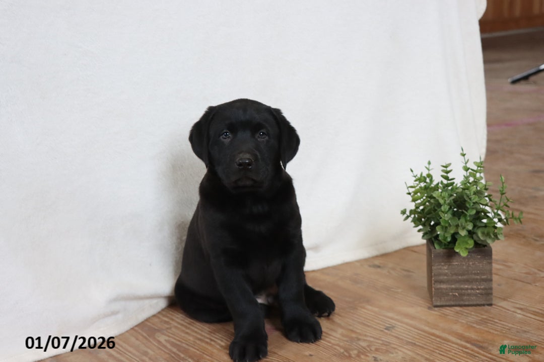 Labrador Retriever dogs for sale: Friskey - Ad 6
