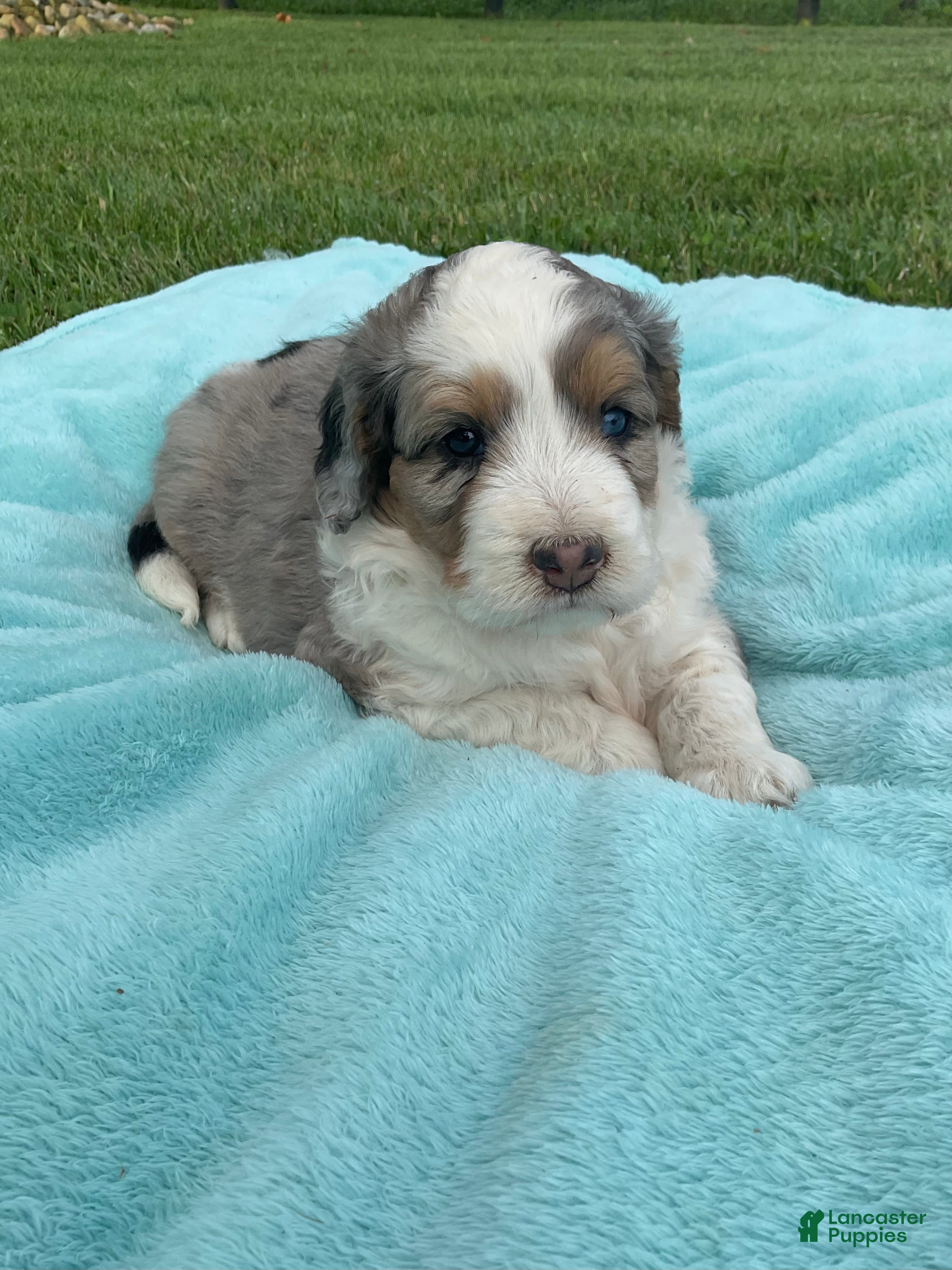 Mini Bernedoodle dogs Sophia - Ad 1
