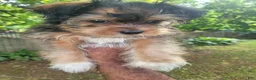 Shorkie dogs for sale: Drake - Ad 10
