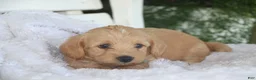 Miniature Labradoodle dogs for sale: Chipper - Ad 2