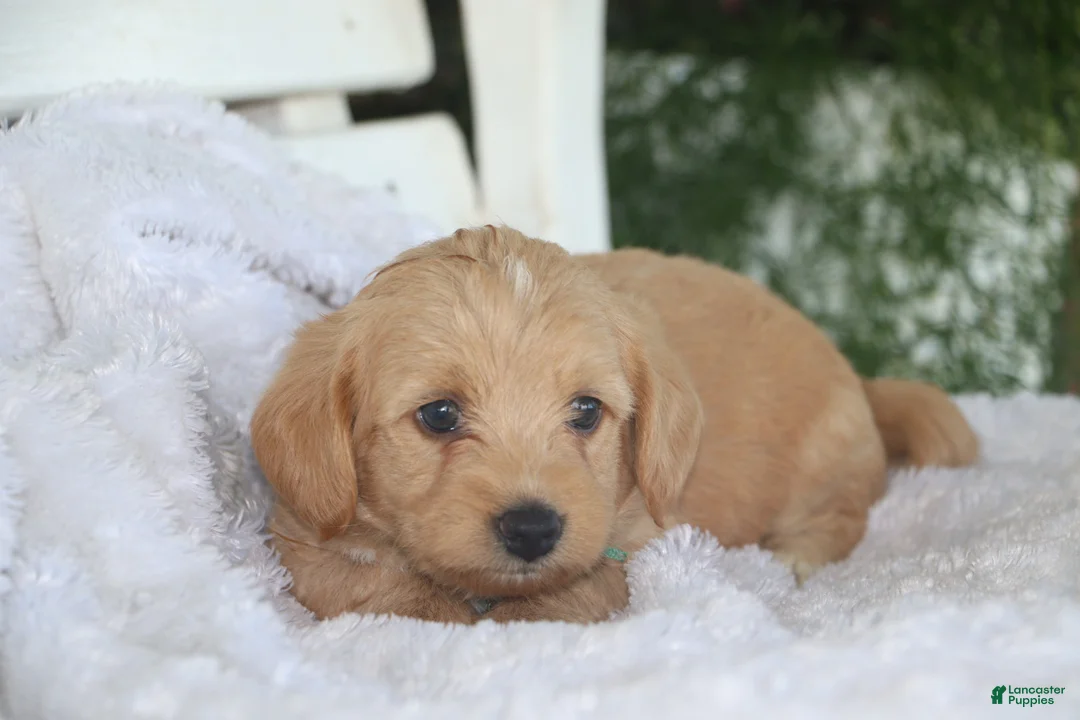 Miniature Labradoodle dogs for sale: Chipper - Ad 2