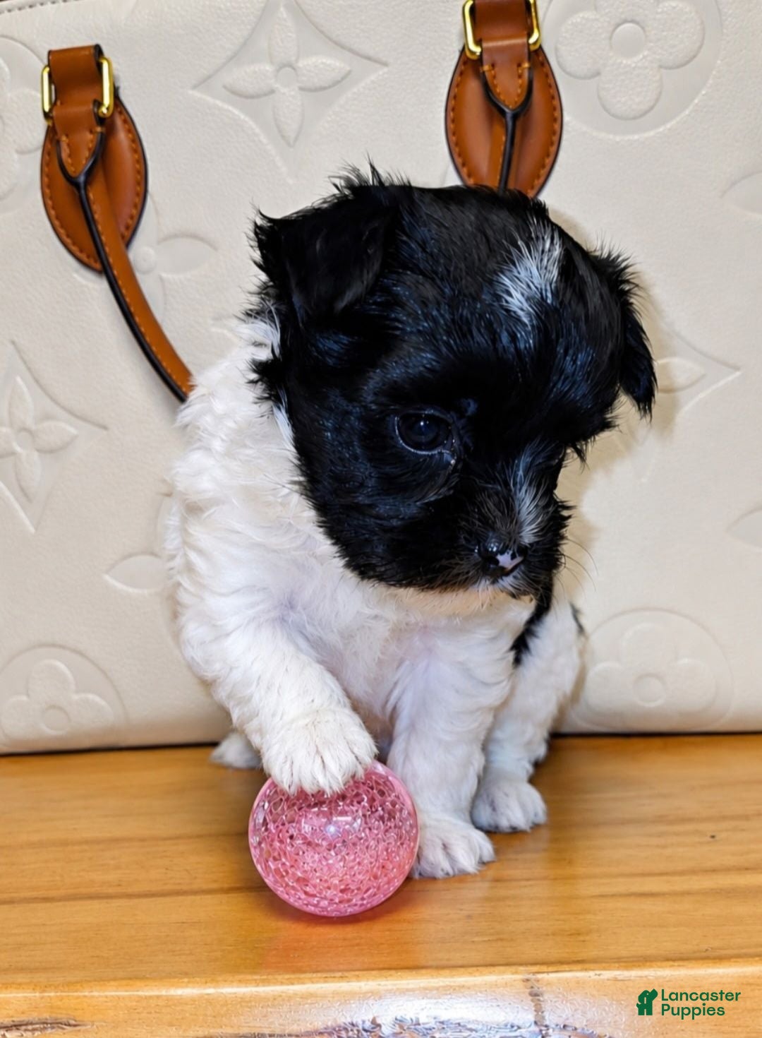 Yorkiepoo dogs Yorkiepoo 1 - Ad 2