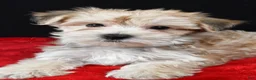 Morkie dogs for sale: Chuckie - Ad 6