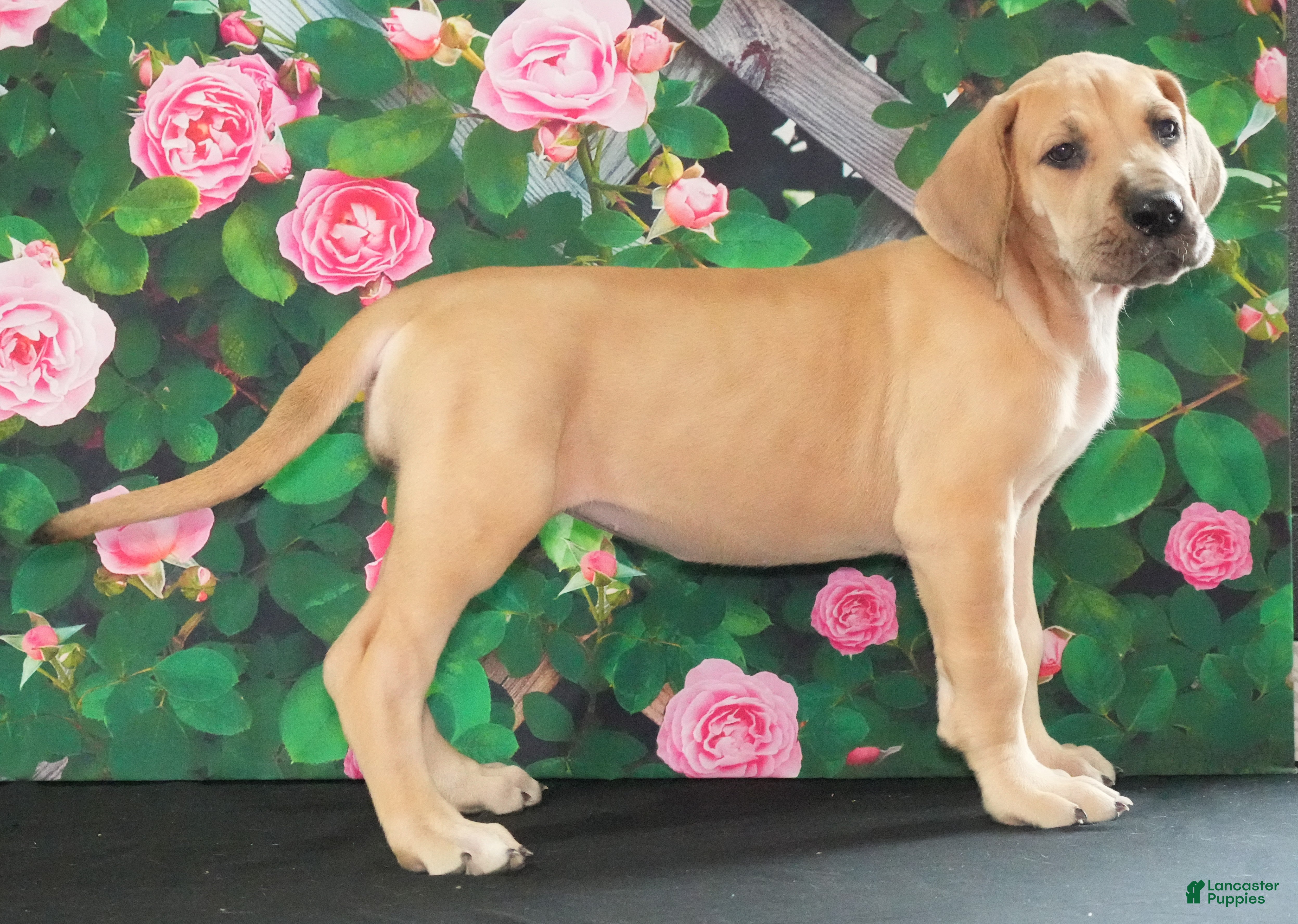 Great Dane dogs Lainey - Ad 2