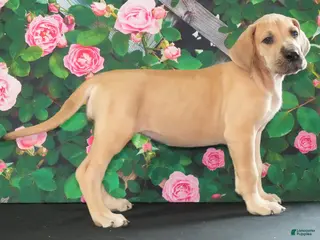 Great Dane dogs Lainey - Ad 2