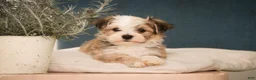 Havanese dogs for sale: Webster Havanese  - Ad 6