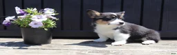 Welsh Corgi Pembroke dogs for sale: Isla - Ad 3