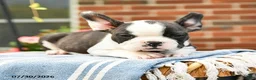 Frenchton dogs for sale: Deon - Ad 5
