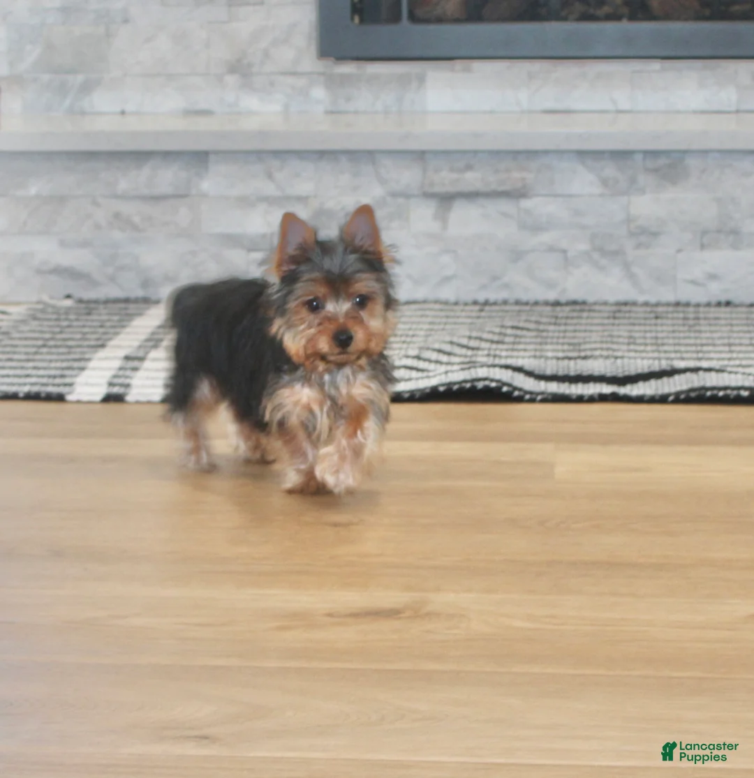 Yorkshire Terrier dogs for sale: Robot - Ad 1