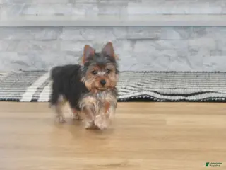 Yorkshire Terrier dogs Robot - Ad 34